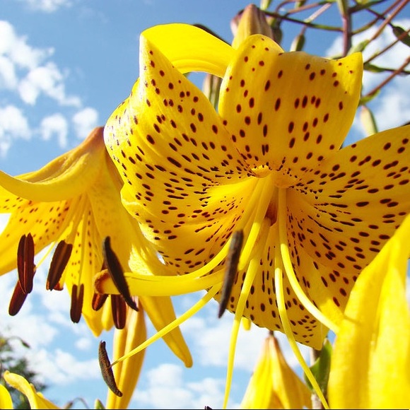 Welcome to TigerLily Loft. - Picture 2 of 3